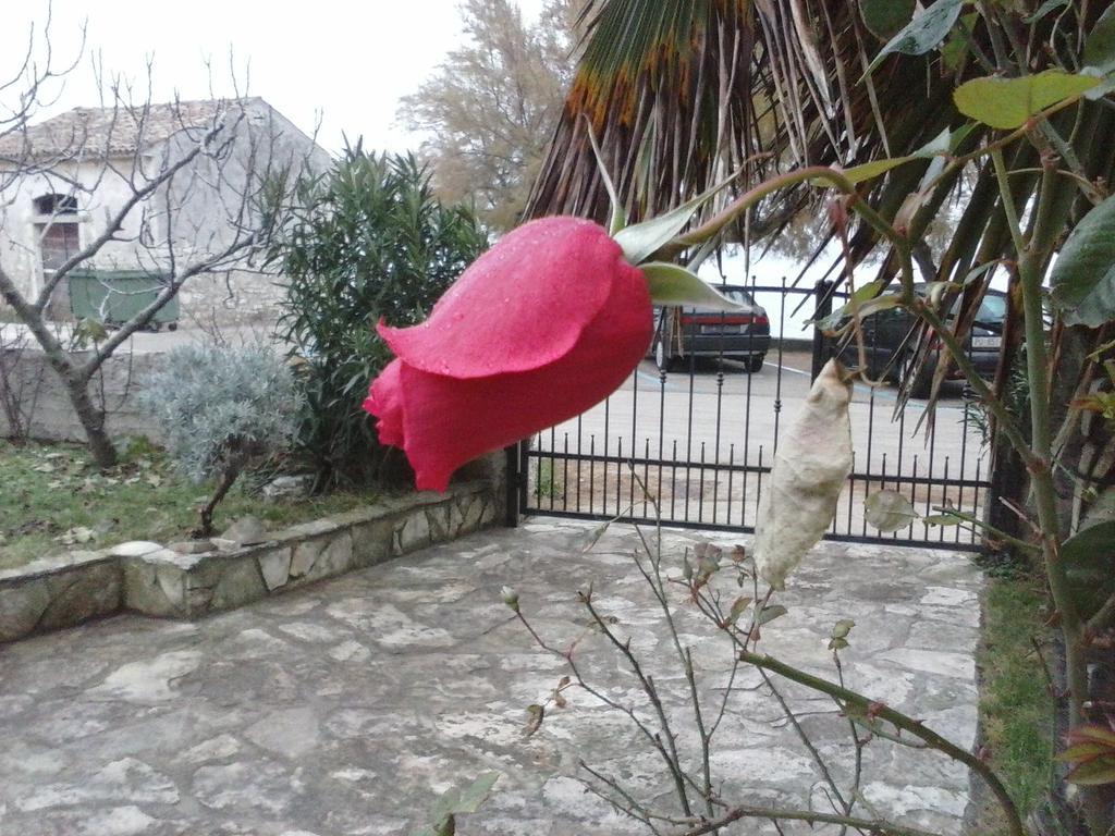 Apartment Rivarela 31 Novigrad Istria Eksteriør bilde